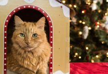 10 Tips for Buying the Perfect Cat Play House