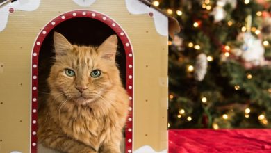 10 Tips for Buying the Perfect Cat Play House