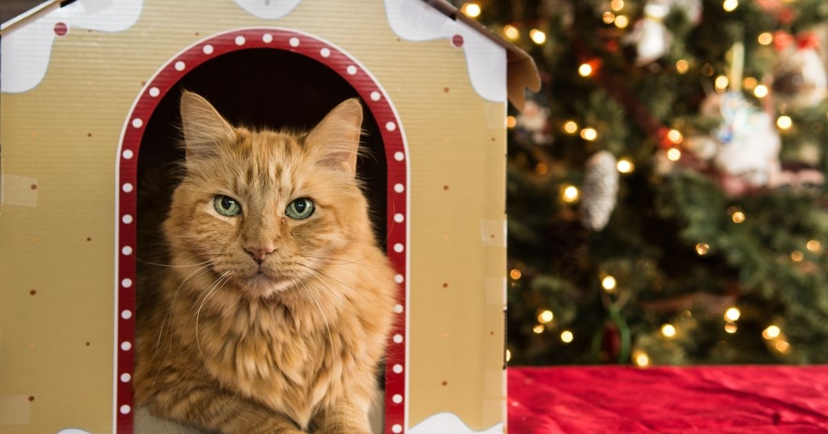 10 Tips for Buying the Perfect Cat Play House