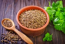 Coriander