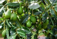 Avocado Cultivation Process with Indispensable Guidelines