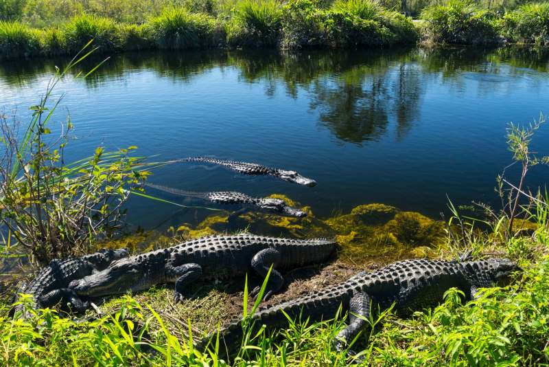 Florida