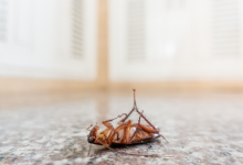 pest control Hyderabad