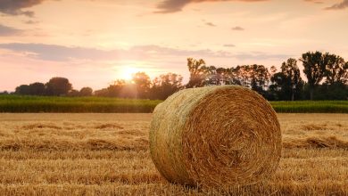 field-3521063_960_720