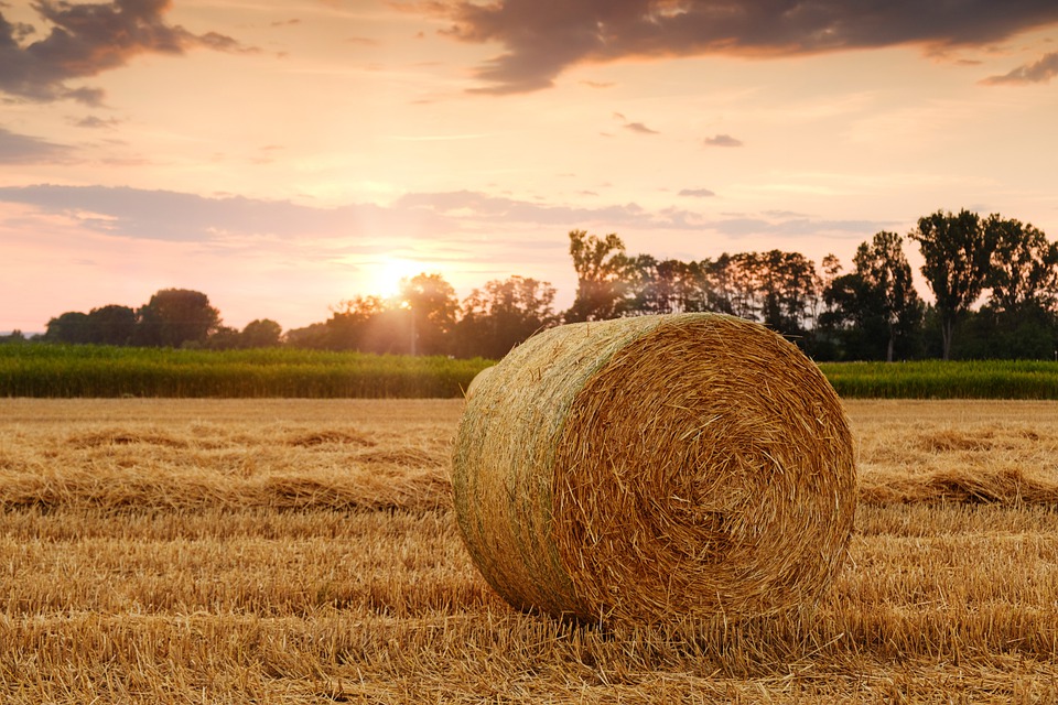 field-3521063_960_720
