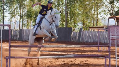 horse-4561007_960_720